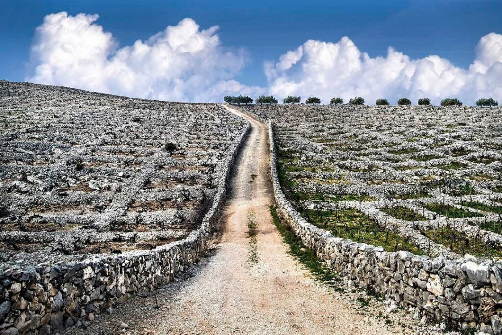 nacionalni-natječaj-za-hrvatsku-vinsku-fotografiju-tomislav veić