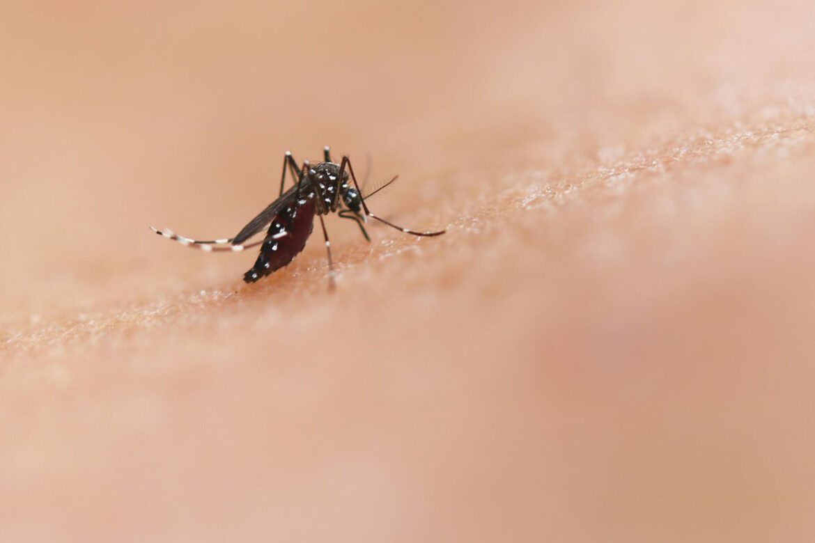 porast-malarije-national-institute-of-allergy-and-infectious-diseases-unsplash