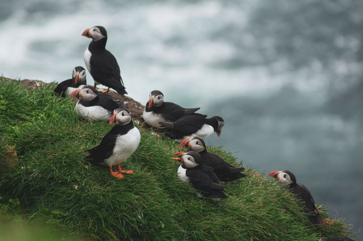 puffini-naslovna-litica