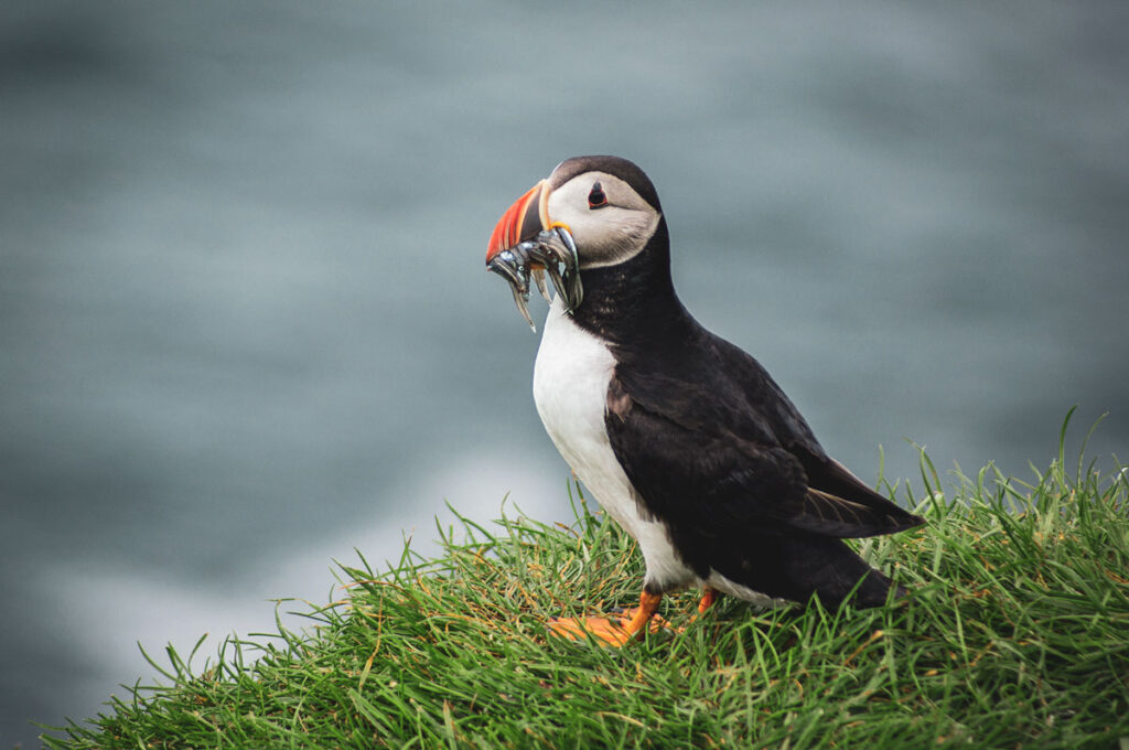 puffini-puni-kljun-ribe