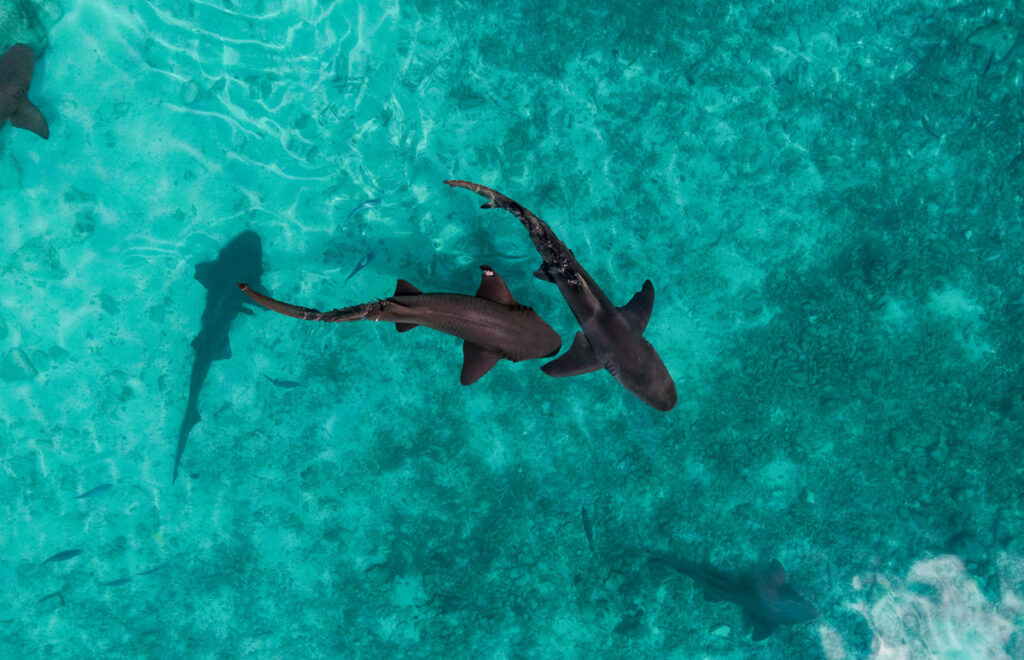 Curaçao-Sea-Aquarium-morski-psi-dron