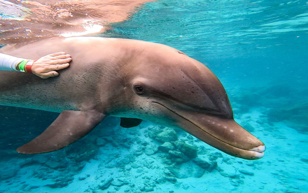 Curaçao-Sea-Aquarium-plivanje-s-dupinima