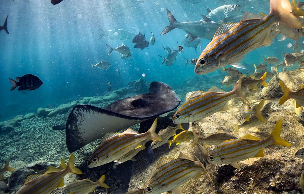 Curaçao-Sea-Aquarium-podmorje-raža