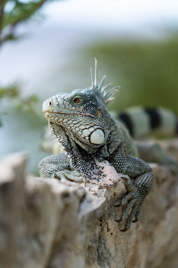 iguana