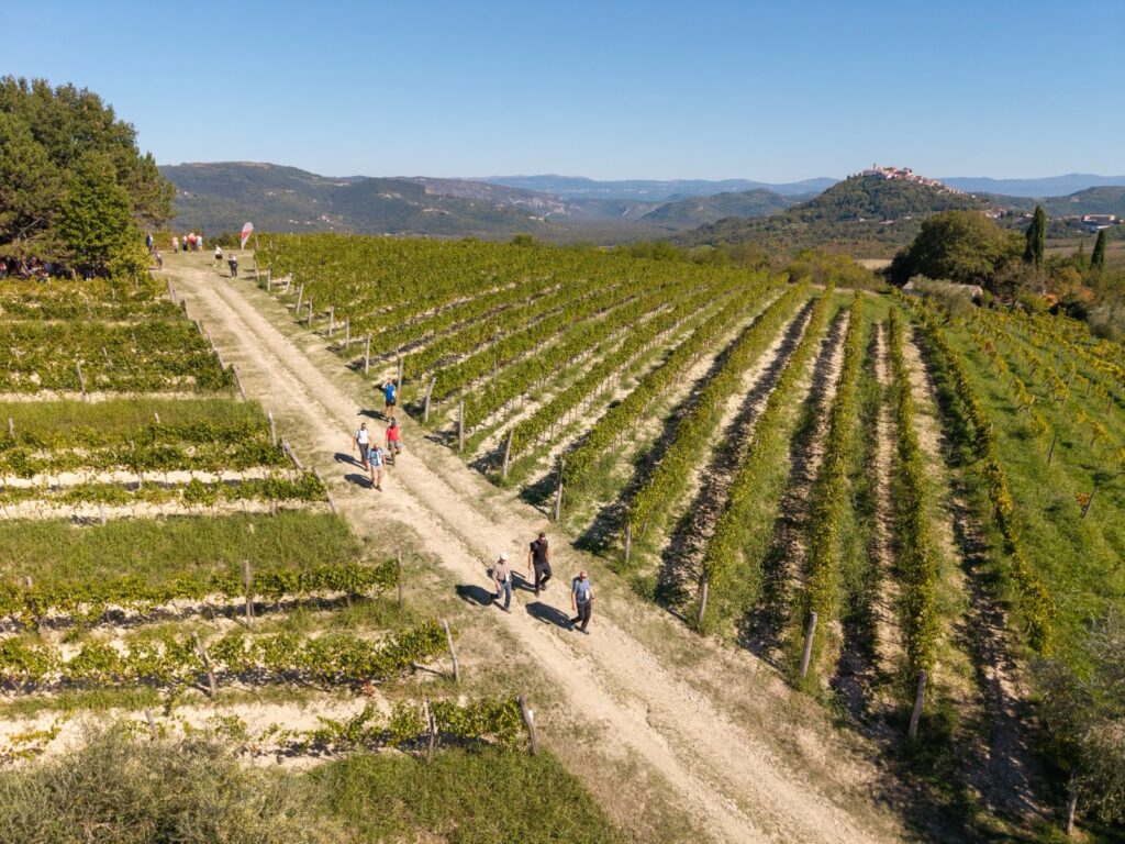 Teran-Wine-&-Walk-Motovun-2026-panorama-panorama